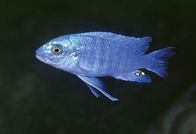 Labidochromis sp. 'textilis cobalt' Lumessi